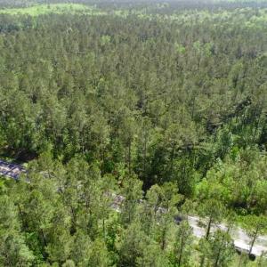 Photo of SOLD!!  20.4 Acres of Hunting and Timber Land For Sale in Jones County NC!