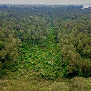 Photo of SOLD!! 39 Acres of Farm and Timber Land For Sale in Chowan County NC!