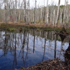 Photo of SOLD!  70 Acres of Hunting Land for Sale in Southampton County, VA