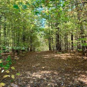 Photo of SOLD!!  81.9 Acres of Hunting and Timber Land for Sale in Caswell County NC!