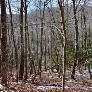 Photo of UNDER CONTRACT!!  208 Acres of Hunting and Recreational Land For Sale in Bland County VA!