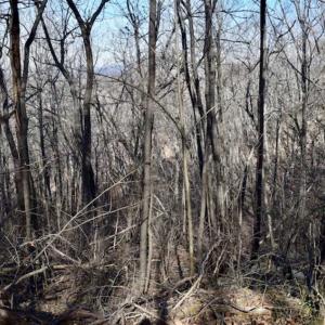 Photo of SOLD!!  6 Acres of Hunting and Residential Land For Sale in Franklin County VA!