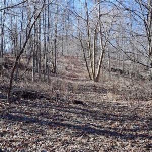 Photo of SOLD!!  81 Acres of Hunting and Recreational Land For Sale in Franklin County VA!