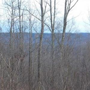 Photo of SOLD!!  74 Acres of Hunting and Recreational Land For Sale in Bland County VA!
