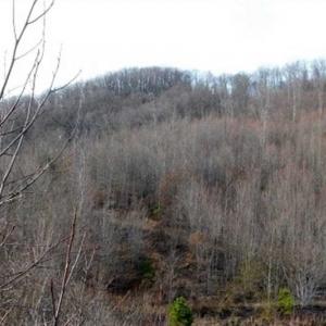 Photo of SOLD!!  74 Acres of Hunting and Recreational Land For Sale in Bland County VA!