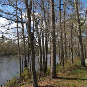 Photo of UNDER CONTRACT!!  21 Acres of Residential and Hunting Land in Pender County NC!