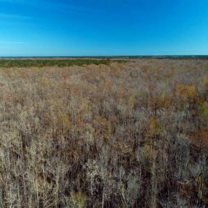 Photo of UNDER CONTRACT!!  21 Acres of Residential and Hunting Land in Pender County NC!