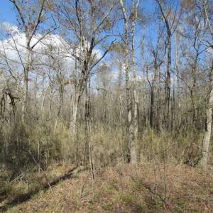 Photo of UNDER CONTRACT!!  21 Acres of Residential and Hunting Land in Pender County NC!