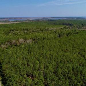 Photo of SOLD!!  26.94  Acres of Hunting Land for Sale in Pamlico County NC!