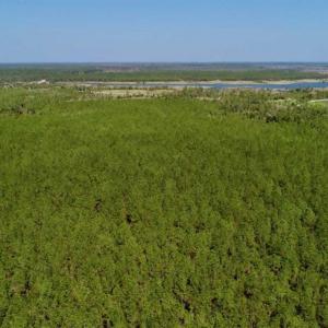 Photo of SOLD!!  50.29  Acres of Hunting Land for Sale in Pamlico County NC!