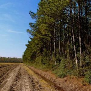 Photo of SOLD!!  8.38 Acres of Farm Land For Sale in Pamlico County NC!