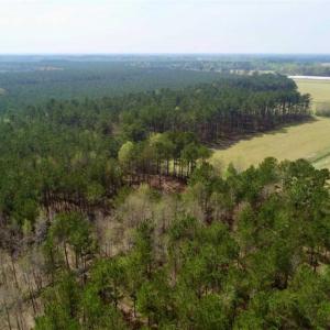 Photo of SOLD!!  19.5 Acres of Hunting and Timber Land for Sale in Halifax County NC!