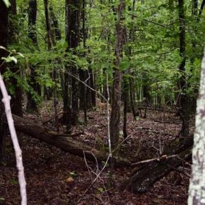Photo of SOLD!!  54 Acres of Hunting and Recreational Land For Sale in Franklin County VA!