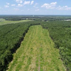 Photo of SOLD!!  23 Acres Hunting and Timber Land For Sale in Perquimans County NC!