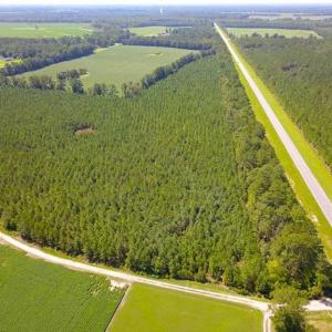 Photo of 72 Acres of Timber and Hunting Land For Sale in Bertie County NC!