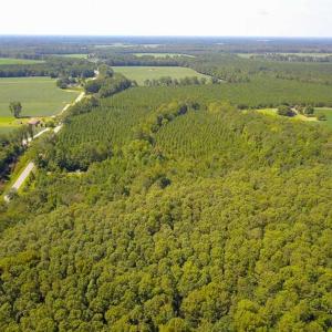 Photo of 72 Acres of Timber and Hunting Land For Sale in Bertie County NC!