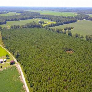 Photo of 72 Acres of Timber and Hunting Land For Sale in Bertie County NC!