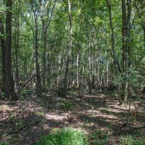 Photo of 72 Acres of Timber and Hunting Land For Sale in Bertie County NC!