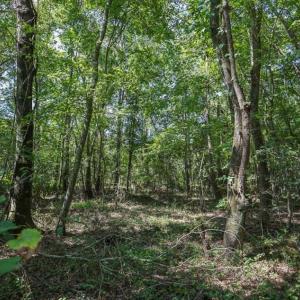 Photo of 72 Acres of Timber and Hunting Land For Sale in Bertie County NC!