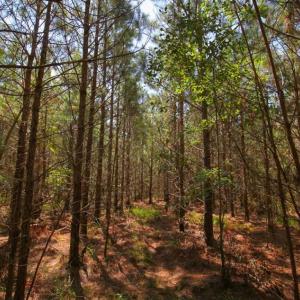 Photo of 72 Acres of Timber and Hunting Land For Sale in Bertie County NC!