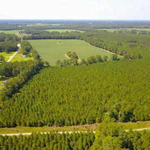 Photo of 72 Acres of Timber and Hunting Land For Sale in Bertie County NC!