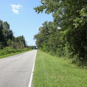 Photo of 72 Acres of Timber and Hunting Land For Sale in Bertie County NC!