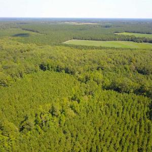 Photo of 72 Acres of Timber and Hunting Land For Sale in Bertie County NC!