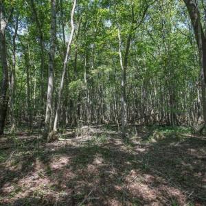 Photo of 72 Acres of Timber and Hunting Land For Sale in Bertie County NC!