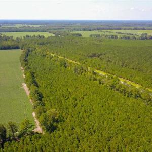 Photo of 72 Acres of Timber and Hunting Land For Sale in Bertie County NC!