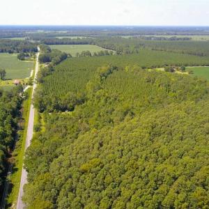 Photo of 72 Acres of Timber and Hunting Land For Sale in Bertie County NC!