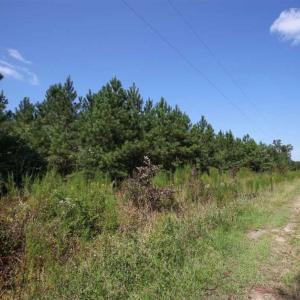 Photo of 72 Acres of Timber and Hunting Land For Sale in Bertie County NC!