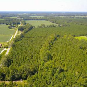 Photo of 72 Acres of Timber and Hunting Land For Sale in Bertie County NC!