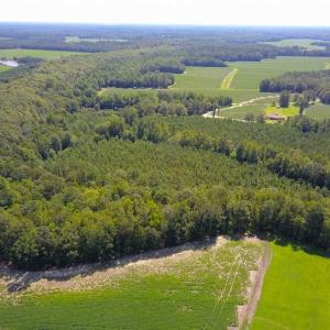 Photo of 72 Acres of Timber and Hunting Land For Sale in Bertie County NC!