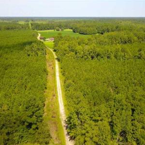 Photo of 72 Acres of Timber and Hunting Land For Sale in Bertie County NC!