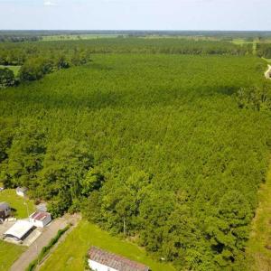 Photo of 72 Acres of Timber and Hunting Land For Sale in Bertie County NC!