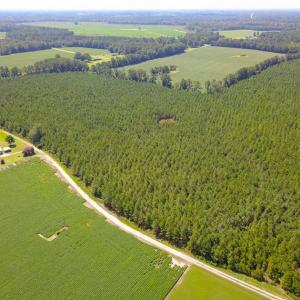 Photo of 72 Acres of Timber and Hunting Land For Sale in Bertie County NC!