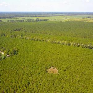 Photo of 72 Acres of Timber and Hunting Land For Sale in Bertie County NC!