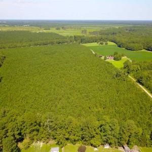 Photo of 72 Acres of Timber and Hunting Land For Sale in Bertie County NC!