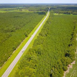 Photo of 72 Acres of Timber and Hunting Land For Sale in Bertie County NC!