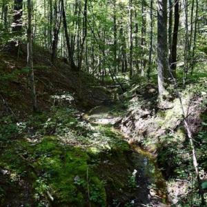 Photo of SOLD!!  55 Acres of Hunting and Recreational Land For Sale in Alleghany County VA!