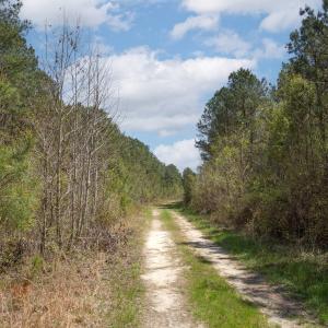 Gum Swamp Road 7