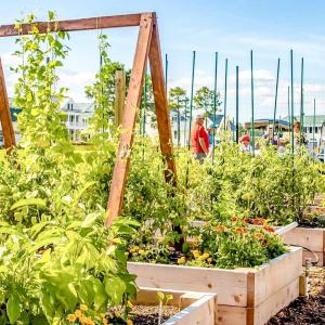 Community Garden