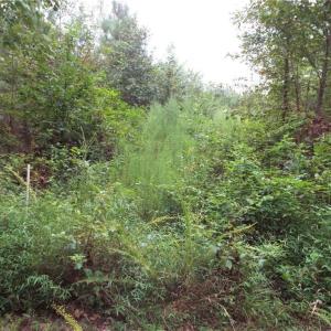 Photo #1 of Lot 25 Chambliss Road, Emporia, Virginia