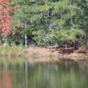 Photo #8 of 1445 Mogarts Beach Road, Smithfield, Virginia 17.9 acres