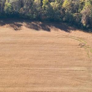 Photo #8 of 50 AC MINERAL SPRING Road, Suffolk, Virginia 50.3 acres