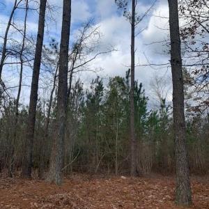 Photo #5 of 107+ac New Market Road, Courtland, Virginia 107.2 acres