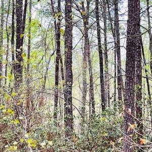 Photo #6 of 11 Meadowview (Lot 12) Lane, Lancaster, Virginia 0.9 acres