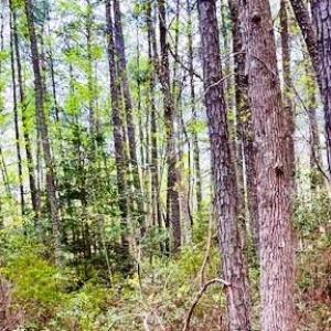 Photo #10 of 11 Meadowview (Lot 12) Lane, Lancaster, Virginia 0.9 acres