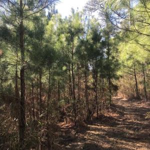 Photo #16 of 52+ac Indian Trail, Suffolk, Virginia 52.2 acres