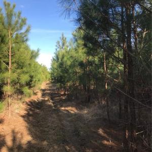 Photo #7 of 52+ac Indian Trail, Suffolk, Virginia 52.2 acres